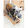 Image 3 : African Bush Pig Full Body Taxidermy Mount