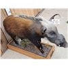 Image 4 : African Bush Pig Full Body Taxidermy Mount