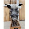 Image 5 : African Bush Pig Full Body Taxidermy Mount