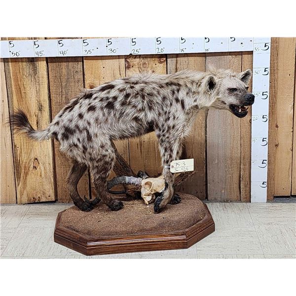 NICE African Hyena Full Body Taxidermy Mount