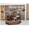 Image 1 : NICE African Hyena Full Body Taxidermy Mount