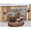 Image 2 : NICE African Hyena Full Body Taxidermy Mount