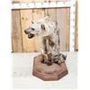 Image 3 : NICE African Hyena Full Body Taxidermy Mount