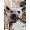 Image 4 : NICE African Hyena Full Body Taxidermy Mount
