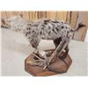 Image 5 : NICE African Hyena Full Body Taxidermy Mount