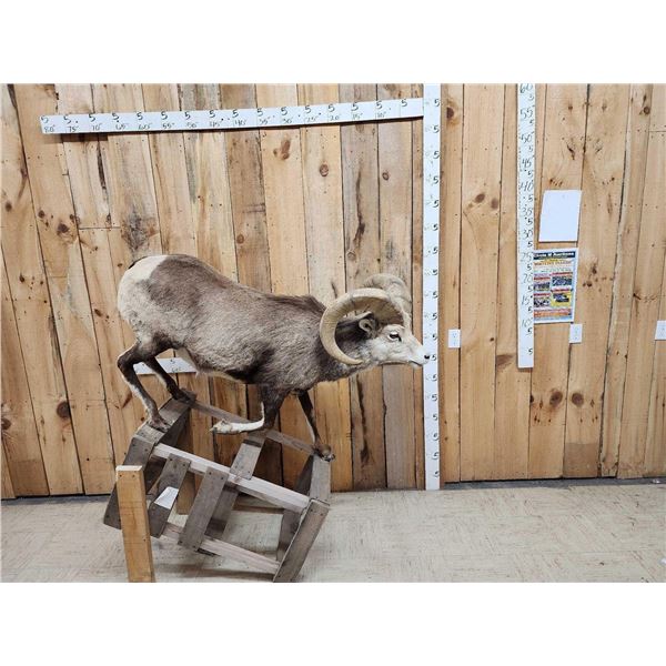 Stone Sheep Full Body Taxidermy Mount