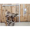 Image 1 : Stone Sheep Full Body Taxidermy Mount