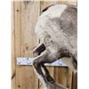 Image 2 : Stone Sheep Full Body Taxidermy Mount