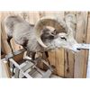 Image 3 : Stone Sheep Full Body Taxidermy Mount