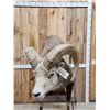 Image 5 : Stone Sheep Full Body Taxidermy Mount