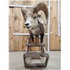 Image 6 : Stone Sheep Full Body Taxidermy Mount