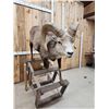 Image 7 : Stone Sheep Full Body Taxidermy Mount