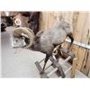 Image 8 : Stone Sheep Full Body Taxidermy Mount