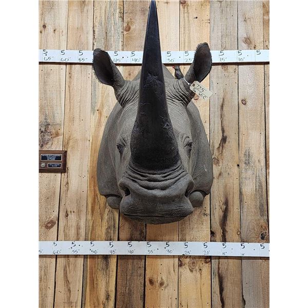 Reproduction Monster African White Rhinoceros Shoulder Mount Taxidermy