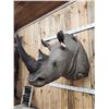 Image 3 : Reproduction Monster African White Rhinoceros Shoulder Mount Taxidermy