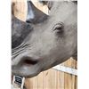 Image 4 : Reproduction Monster African White Rhinoceros Shoulder Mount Taxidermy