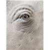 Image 5 : Reproduction Monster African White Rhinoceros Shoulder Mount Taxidermy