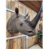 Image 6 : Reproduction Monster African White Rhinoceros Shoulder Mount Taxidermy