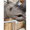 Image 7 : Reproduction Monster African White Rhinoceros Shoulder Mount Taxidermy