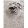 Image 8 : Reproduction Monster African White Rhinoceros Shoulder Mount Taxidermy