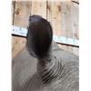 Image 9 : Reproduction Monster African White Rhinoceros Shoulder Mount Taxidermy