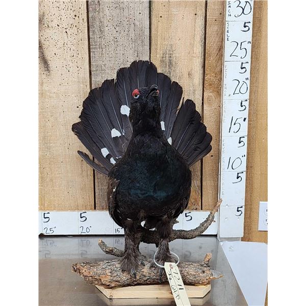 Western Capercaillie Full Body Bird Taxidermy