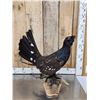 Image 2 : Western Capercaillie Full Body Bird Taxidermy