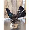 Image 3 : Western Capercaillie Full Body Bird Taxidermy
