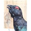 Image 4 : Western Capercaillie Full Body Bird Taxidermy