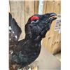 Image 5 : Western Capercaillie Full Body Bird Taxidermy