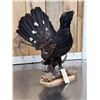 Image 6 : Western Capercaillie Full Body Bird Taxidermy
