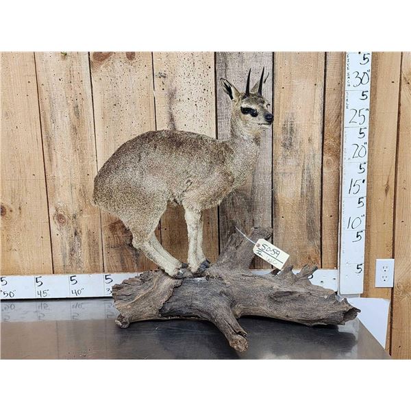 African Klipspringer Full Body Taxidermy Mount