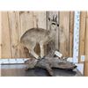 Image 1 : African Klipspringer Full Body Taxidermy Mount