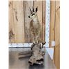 Image 2 : African Klipspringer Full Body Taxidermy Mount