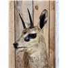 Image 3 : African Klipspringer Full Body Taxidermy Mount