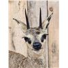 Image 4 : African Klipspringer Full Body Taxidermy Mount