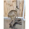 Image 5 : African Klipspringer Full Body Taxidermy Mount