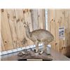 Image 6 : African Klipspringer Full Body Taxidermy Mount
