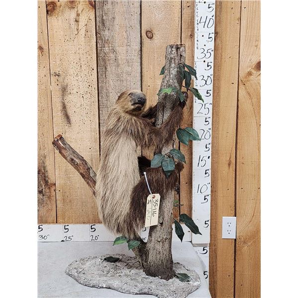 Rare Two Toed Sloth Full Body Taxidermy Mount