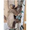 Image 2 : Rare Two Toed Sloth Full Body Taxidermy Mount