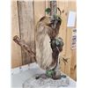 Image 3 : Rare Two Toed Sloth Full Body Taxidermy Mount