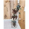 Image 4 : Rare Two Toed Sloth Full Body Taxidermy Mount