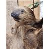 Image 5 : Rare Two Toed Sloth Full Body Taxidermy Mount