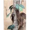 Image 8 : Rare Two Toed Sloth Full Body Taxidermy Mount