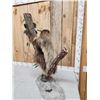 Image 9 : Rare Two Toed Sloth Full Body Taxidermy Mount