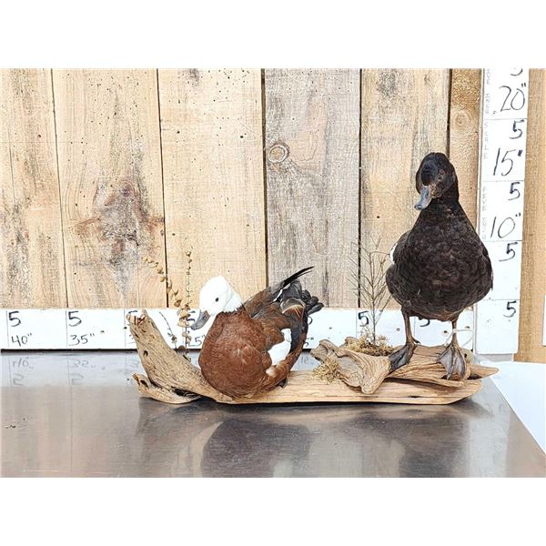 Pair Of African Shelducks Full Body Bird Taxidermy