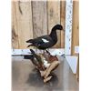 Image 2 : Pair Of African Shelducks Full Body Bird Taxidermy