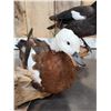 Image 3 : Pair Of African Shelducks Full Body Bird Taxidermy