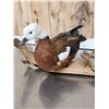 Image 4 : Pair Of African Shelducks Full Body Bird Taxidermy