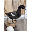 Image 5 : Pair Of African Shelducks Full Body Bird Taxidermy